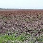 Wannamaker Farms (Wheat Fields)
