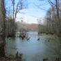 Fairlawn Plantation Swamp - Area 1