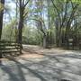 Charleston Vineyard