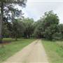 Nemours Wildlife Foundation - Road 1