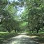Nemours Wildlife Foundation - Entry Drive to Main House
