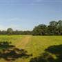 Dungannon Plantation -  Blueberry Hill