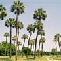 Charleston Region Tropical Dirt Rural Roads