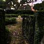 Gardens of Charleston - Hasell St. - Late November Look