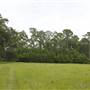 Hobcaw Barony - Barnyard Field