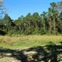 Middleton Place - Wild Meadow Field - Late October 2018