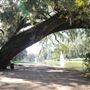 Middleton Place - Lovely Paths & Bridges - Late October 2018