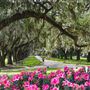 Boone Hall Plantation - Oak Alley / House End (March 2019)