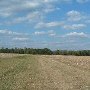Darby Farms - Blackjacks