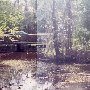 Pocotaligo Swamp and Nature Walk