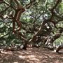 Angel Oak Park