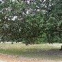 Beechwood -  Karesh Wing
