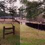 Springdale Horse Race Track (Steeplechase) - Stable E-3