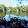 Swan Lake Iris Gardens
