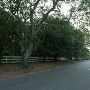 Neighborhood Tree - Alhambra