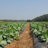 Beechwood Farms (turnips)