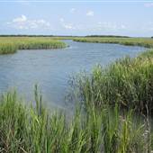 Narrow Creek @ Station 26 - Sullivan's Island