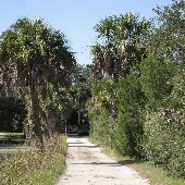 Tropical Looks of Charleston - Boone Hall