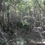 Rawl Farm - Jungle