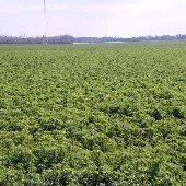 Wannamaker Farms (Lupine Fields)