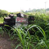 Swamp Rabbit Trail-Sans Souci section