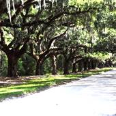 Boone Hall Plantation - Summer 2014 -Avenue of Oaks