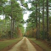 Harrietta Plantation - Late November Entering Property