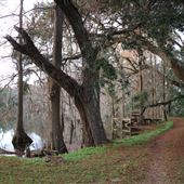 Harrietta Plantation December 2017 - Swamp / Pond