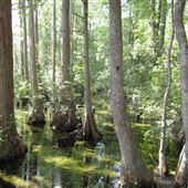 Woods Bay State Park