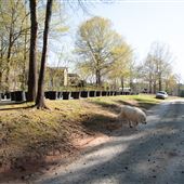 Bowers Farm