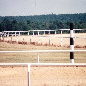 Festoon Farms