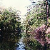 Bluff Plantation Canal & Creek