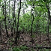 Springs Park