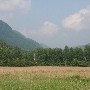 Walker Farm - field