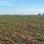 Long Farms #2 ("Behind Uncle Bill's")