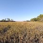 Hunting Island State Park - Marsh Walk