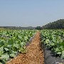 Beechwood Farms (turnips)