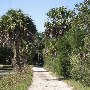 Tropical Looks of Charleston - Boone Hall