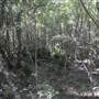 Rawl Farm - Jungle