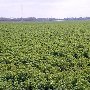 Wannamaker Farms (Lupine Fields)