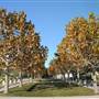 Adgers Wharf - Fall Look