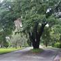 The Live Oaks of Conway