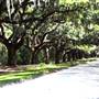 Boone Hall Plantation - Summer 2014 -Avenue of Oaks