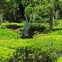 Magnolia Plantation & Gardens MAY LOOKS - Between Maze & Bamboo Forest