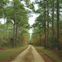 Harrietta Plantation - Late November Entering Property