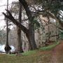 Harrietta Plantation December 2017 - Swamp / Pond