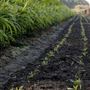 Spade and Clover - Organic Farm