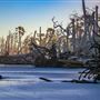 Hunting Island - South End -- The Boneyard