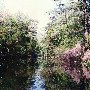 Bluff Plantation Canal & Creek