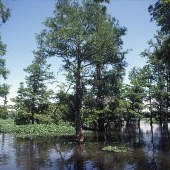 Santee Cooper